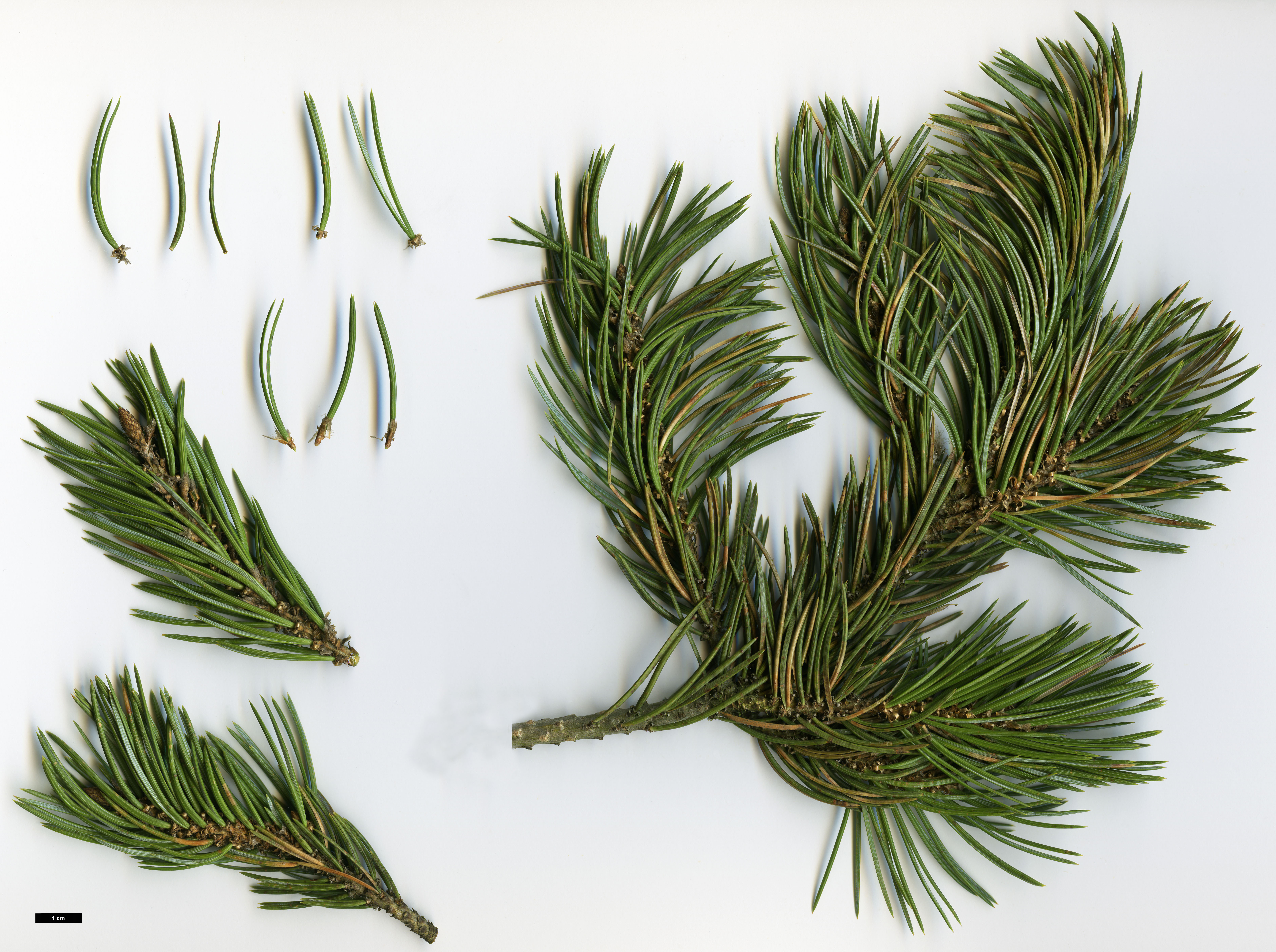 High resolution image: Family: Pinaceae - Genus: Pinus - Taxon: edulis High resolution image: Family: Pinaceae - Genus: Pinus - Taxon: edulis